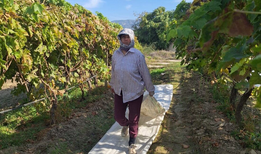 Manisa’nın Sarıgöl ilçesinde hasadın