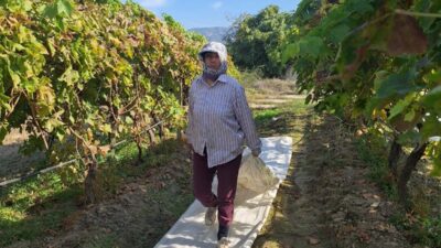 Sarıgöl’deki bağlarda örtü toplama mesaisi başladı