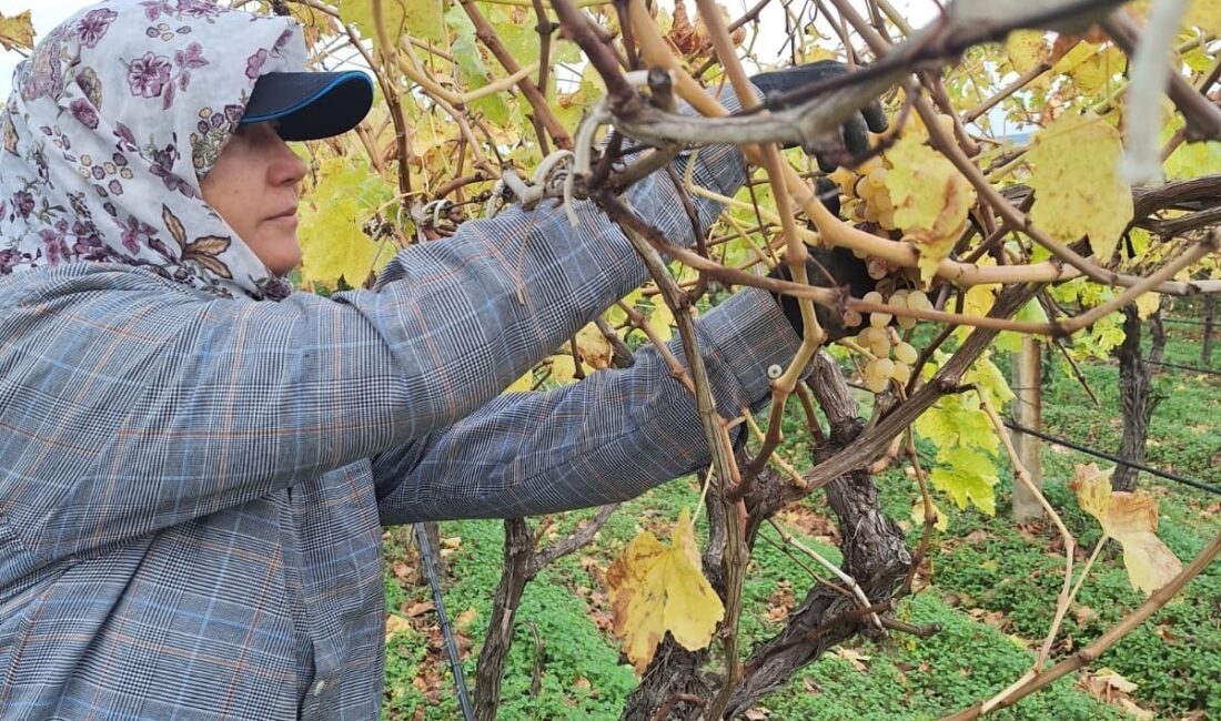 Manisa’nın Sarıgöl ilçesinde üreticiler,
