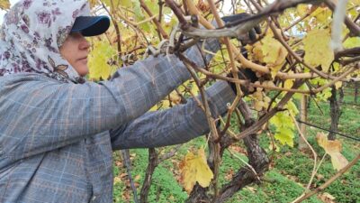 Manisa’nın Sarıgöl ilçesinde üreticiler, hasat
