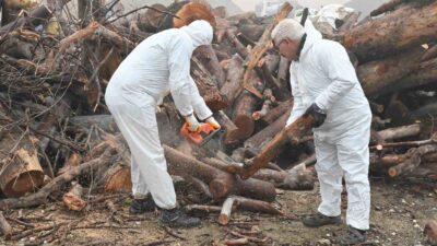 Kışın zorlu şartlarında, budanan ağaçlardan