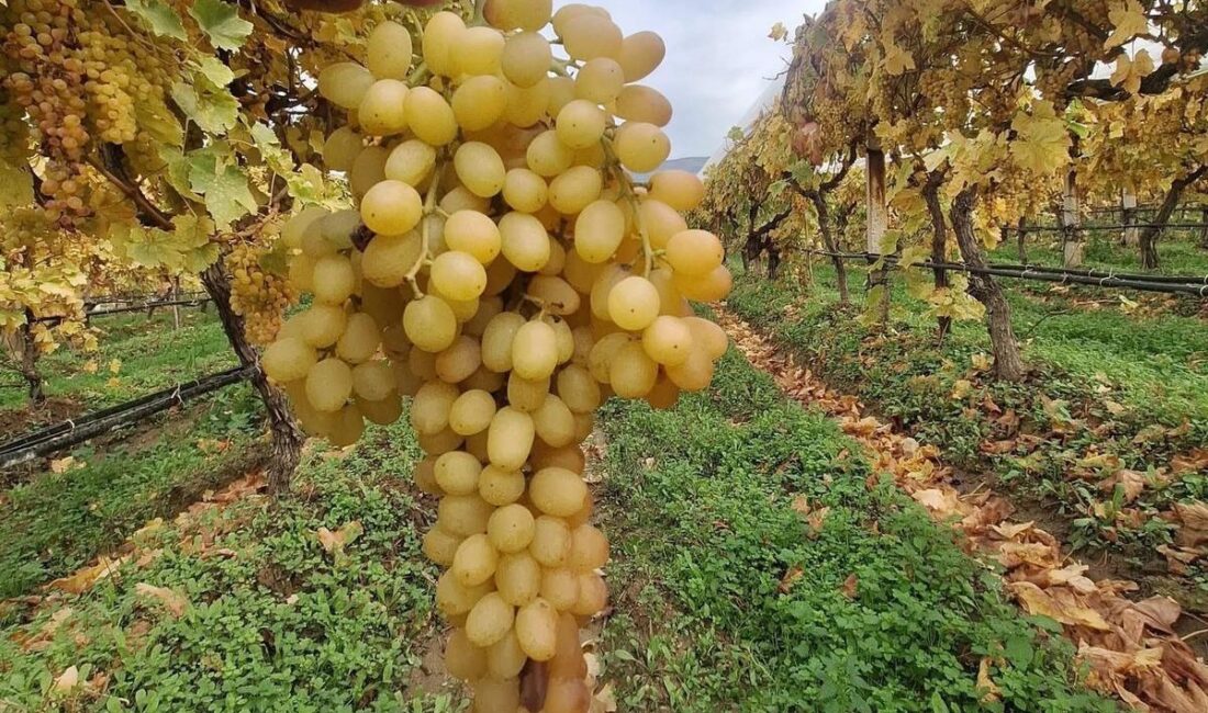 Sarıgöl Ovası’nın dünyaca ünlü
