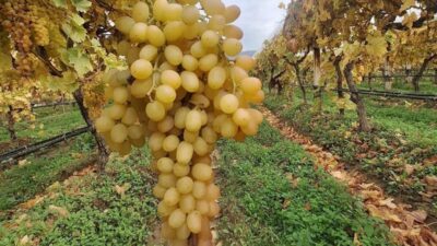 Sarıgöl Ovası’nın dünyaca ünlü sofralık