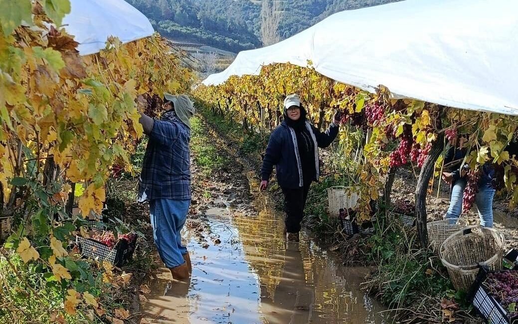 Manisa’nın Sarıgöl ilçesinde üreticiler