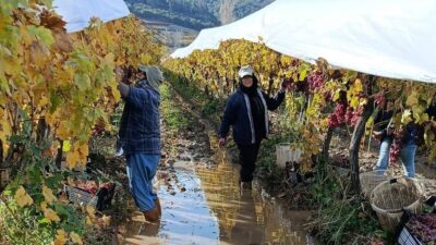Manisa’nın Sarıgöl ilçesinde üreticiler ve