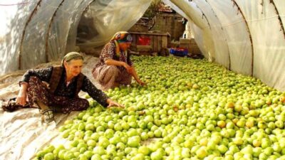 Sarıgöl’de domates üreticileri, geceleri etkili