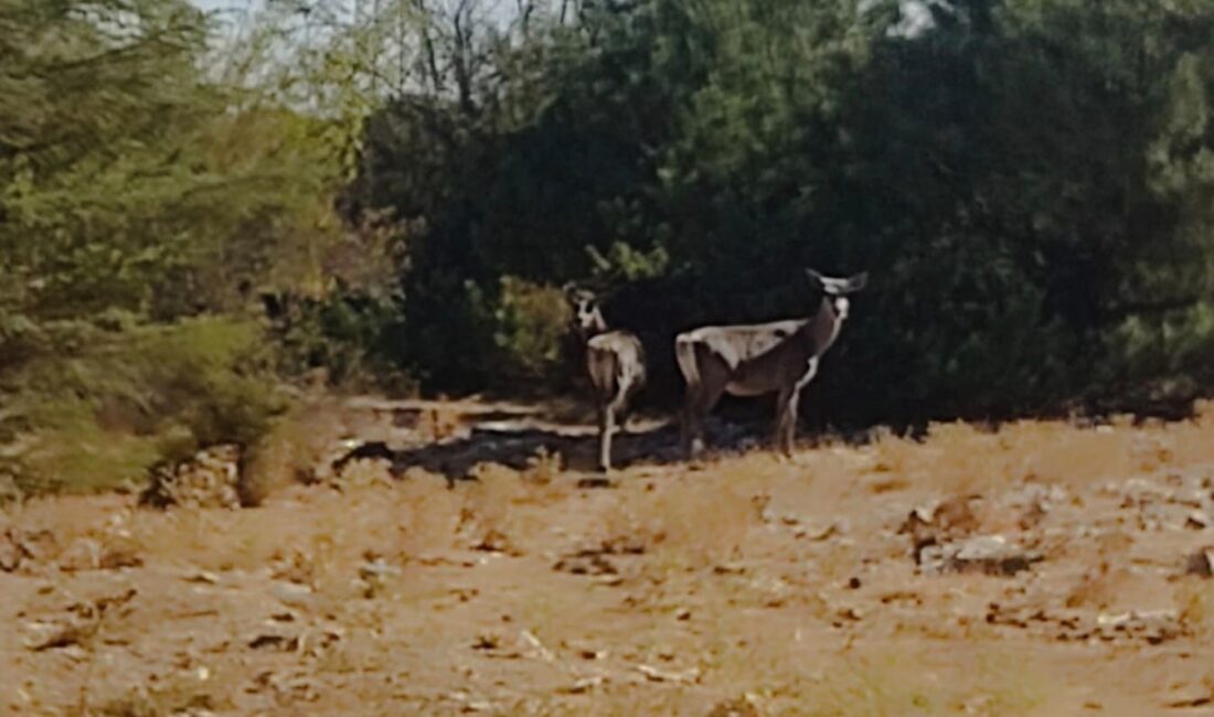 Spil Dağı Milli Parkı’na