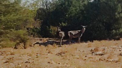 Spil Dağı Milli Parkı’na 2022