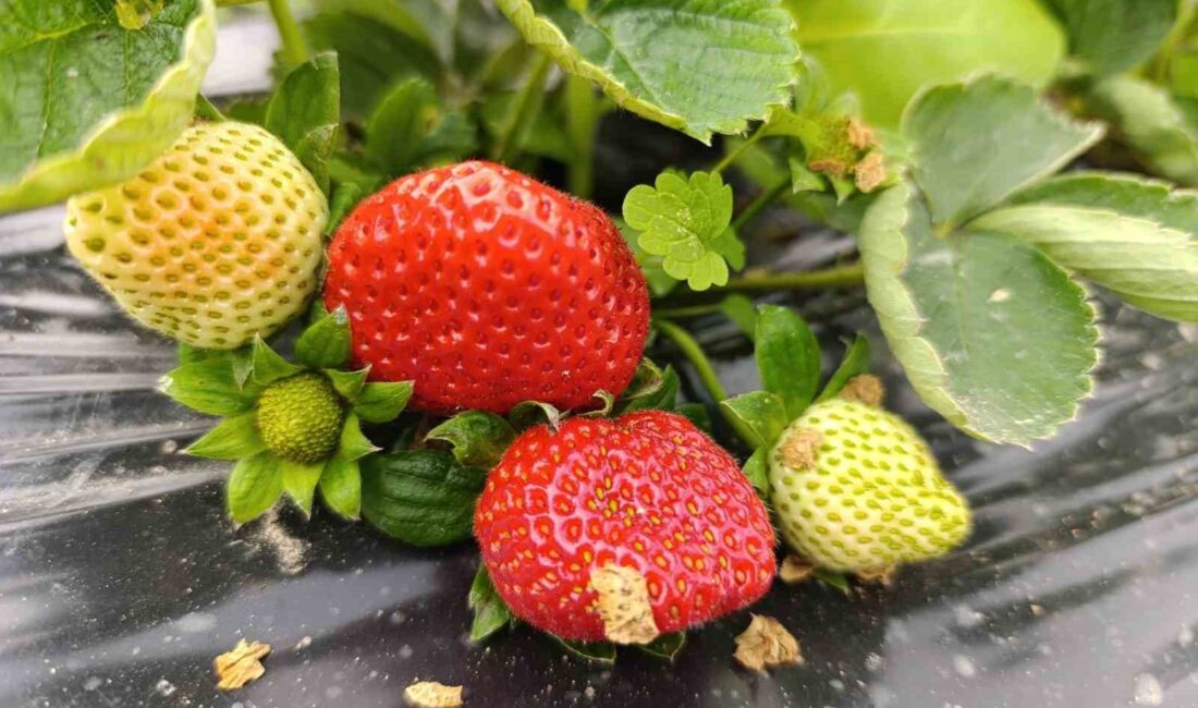 Manisa’nın Köprübaşı ilçesinde dört