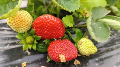 Manisa’nın Köprübaşı ilçesinde dört mevsim