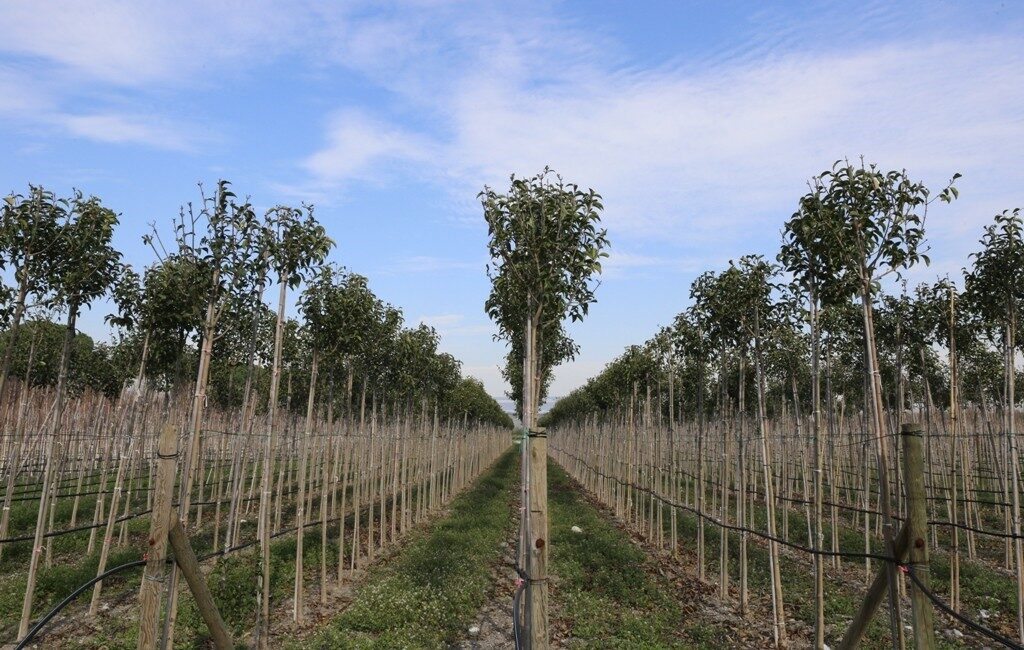 İzmir Orman Genel Müdürlüğü