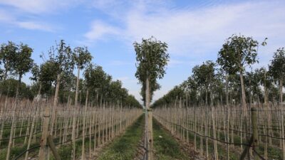 Muradiye Fidanlığı geleceğe nefes olmaya devam ediyor