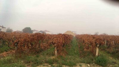 Manisa’nın Sarıgöl ilçesi ve çevresinde