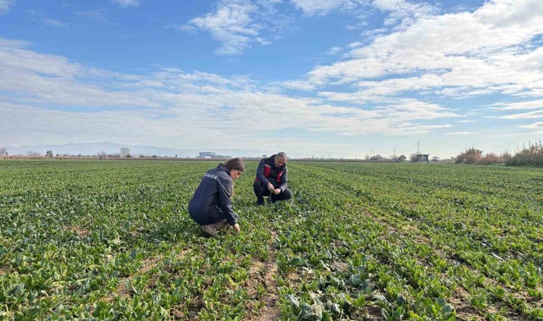 Manisa’nın Salihli ilçesindeki Tarım
