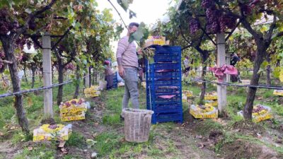 Manisa’nın dünyaca ünlü Sultaniye üzümünün
