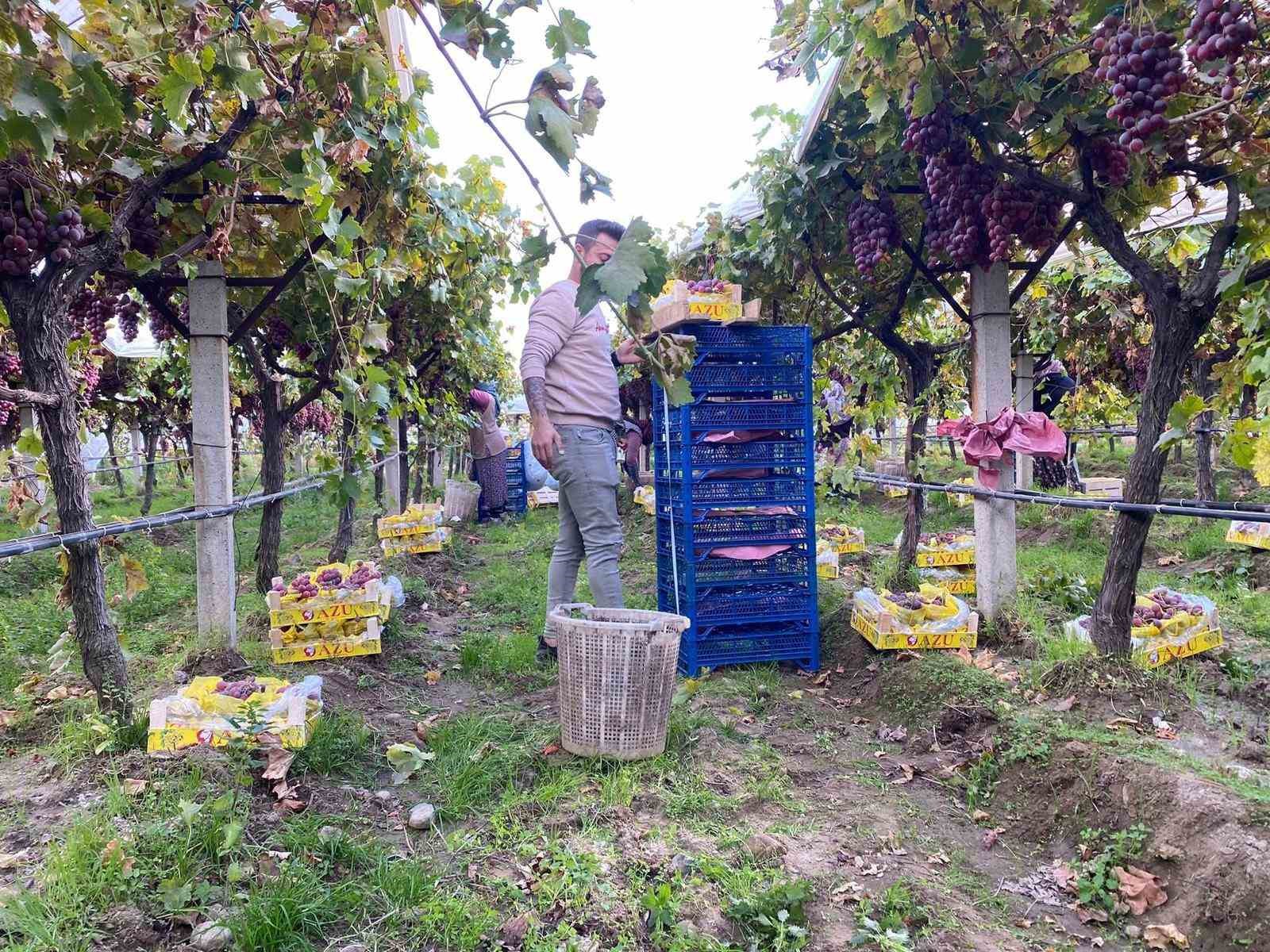 Sarıgöl’de üzüm hasadı devam ediyor