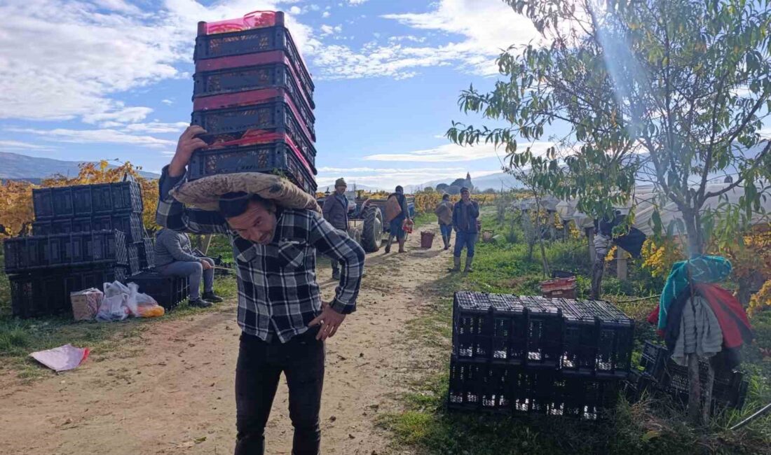 Sarıgöl’de örtü altında korunan