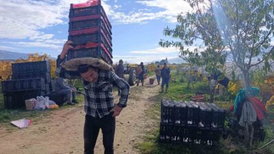 Sarıgöl’de üzüm kesimi aralık ayında da sürüyor