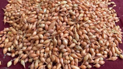 Alaşehir’de soğan tohumu satıcısı Kazım