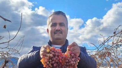 Manisa’nın Sarıgöl Ovası’nda yetiştirilen Crimson