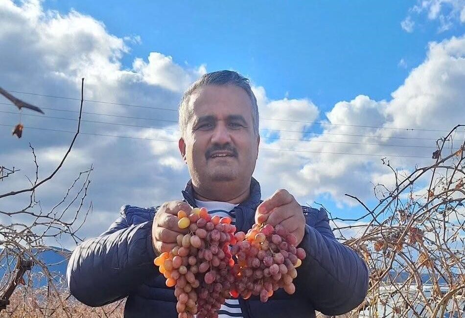 Manisa’nın Sarıgöl Ovası’nda yetiştirilen