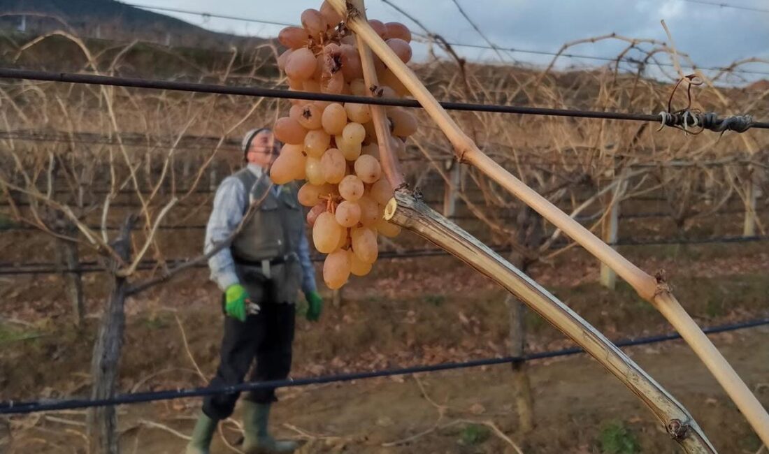 Manisa’nın Sarıgöl Ovası’nda kışın
