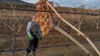 Manisa’nın Sarıgöl Ovası’nda kışın soğuk