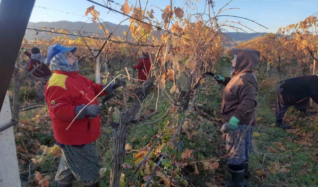 Sarıgöl’de üzüm bağlarında başlatılan