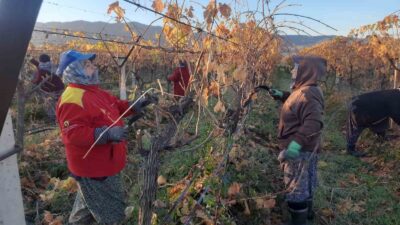 Sarıgöl’de üzüm bağlarında başlatılan yenileme
