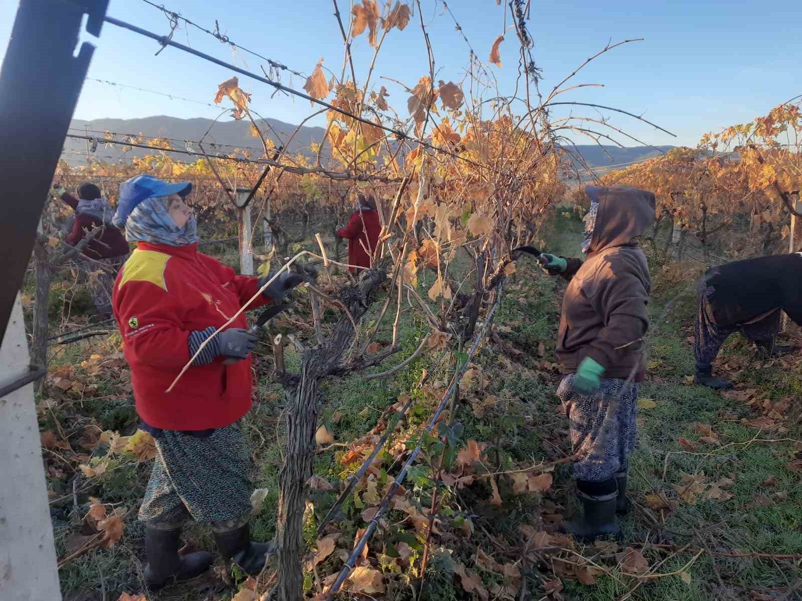 Üzüm bağlarında kadın istihdamı artıyor