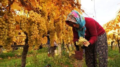Sarıgöl Ovası’nın dünyaca ünlü sofralık