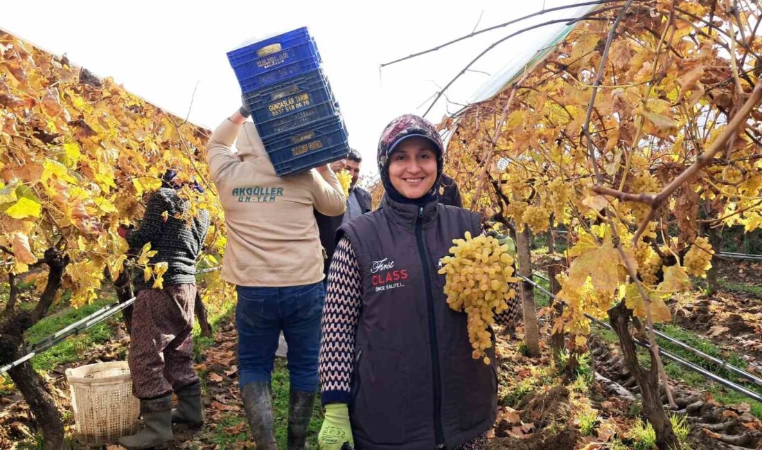 Manisa’nın Sarıgöl ilçesine bağlı Aşağıkoçaklar