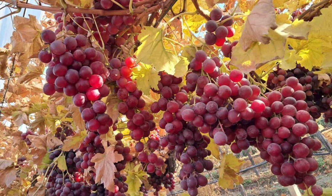 Manisa’nın Sarıgöl Ovası’nın bereketli