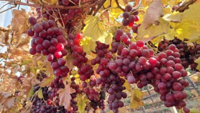 Manisa’nın Sarıgöl Ovası’nın bereketli topraklarında