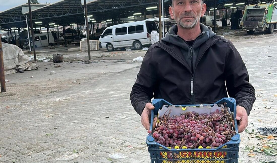 Sarıgöl’de üzüm üreticisi Musa