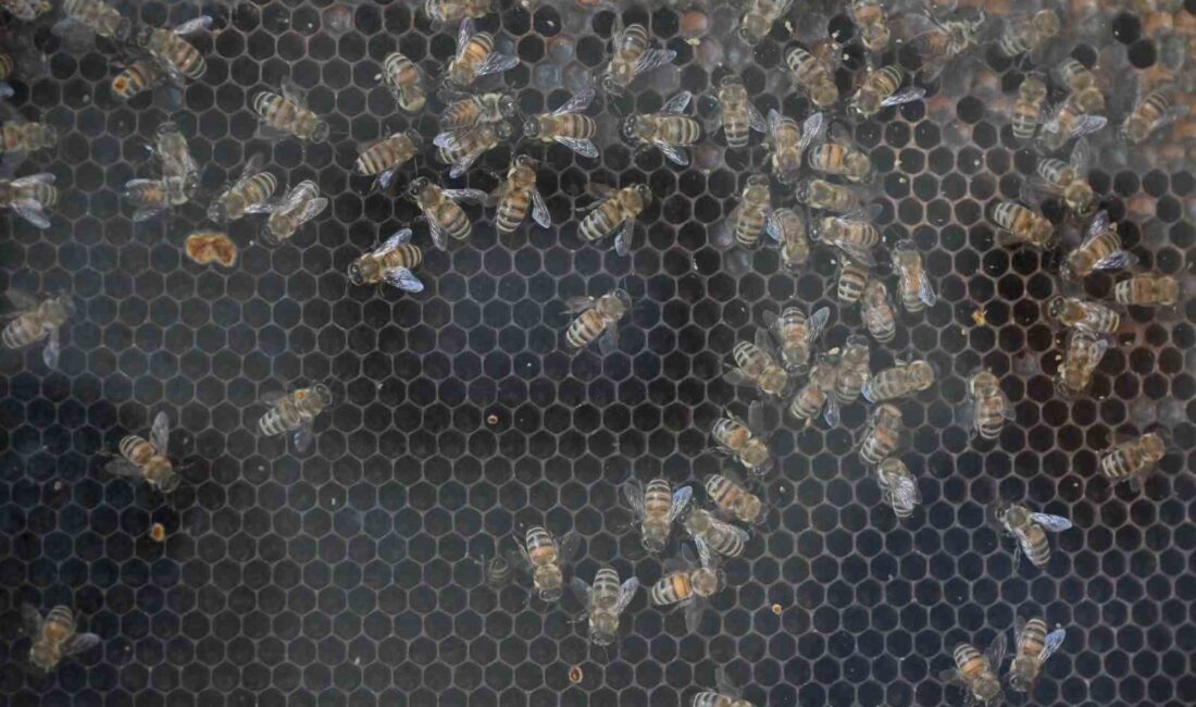 Manisa Büyükşehir Belediyesi, kırsal