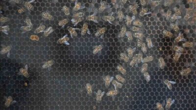 Manisa Büyükşehir Belediyesi, kırsal kalkınmayı