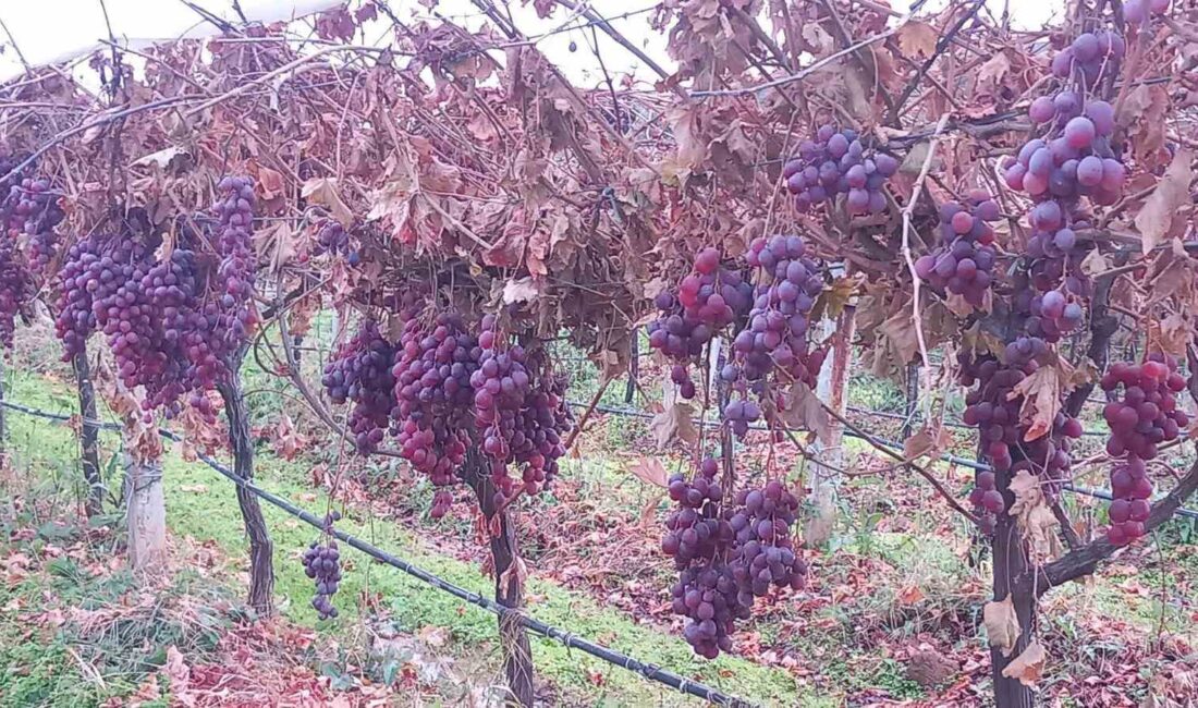 Manisa’nın Sarıgöl ilçesinde bir