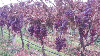 Manisa’nın Sarıgöl ilçesinde bir üzüm