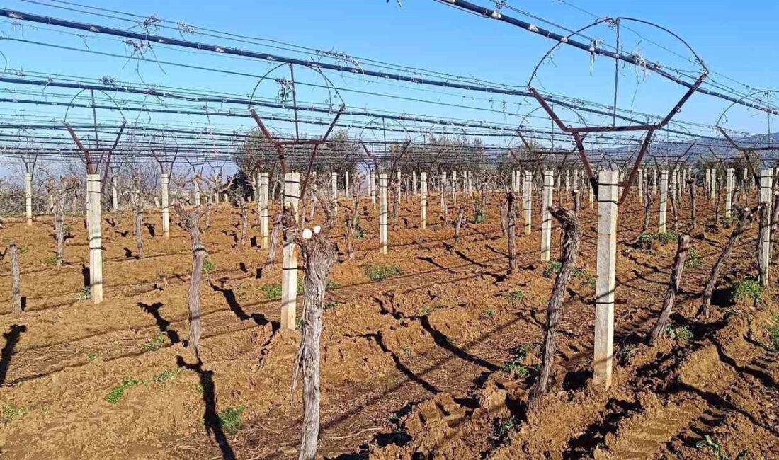 Manisa’nın Sarıgöl ilçesinde bir