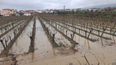 Manisa’nın Sarıgöl ilçesinde aralıksız devam