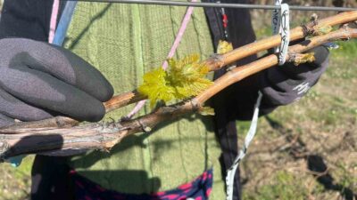 Manisa’nın Sarıgöl ilçesinde son günlerde