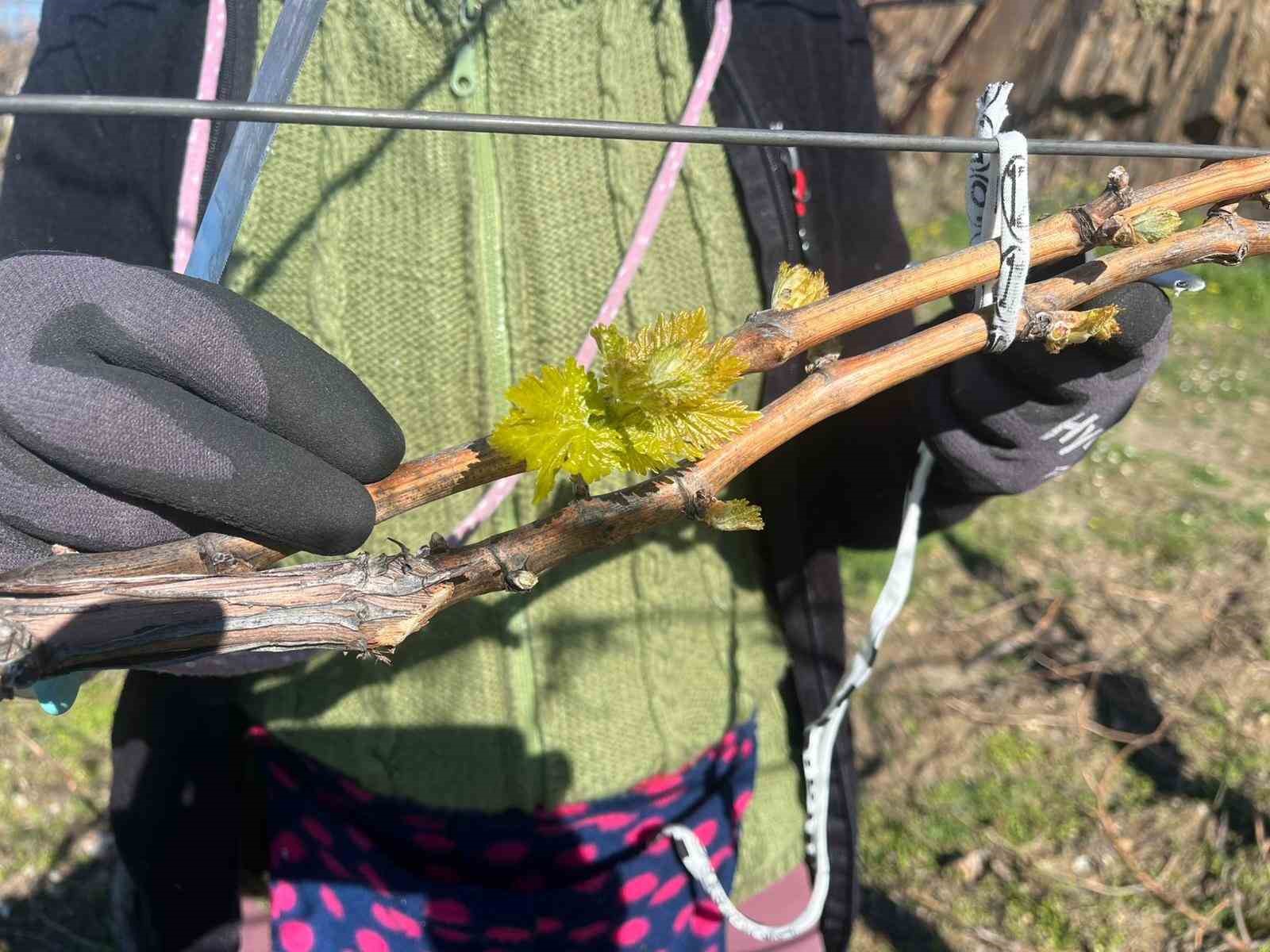 Bağlarda erken uyanış korkutuyor