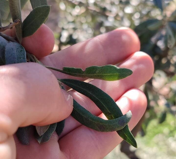 Manisa’nın Salihli ilçesindeki Tarım ve