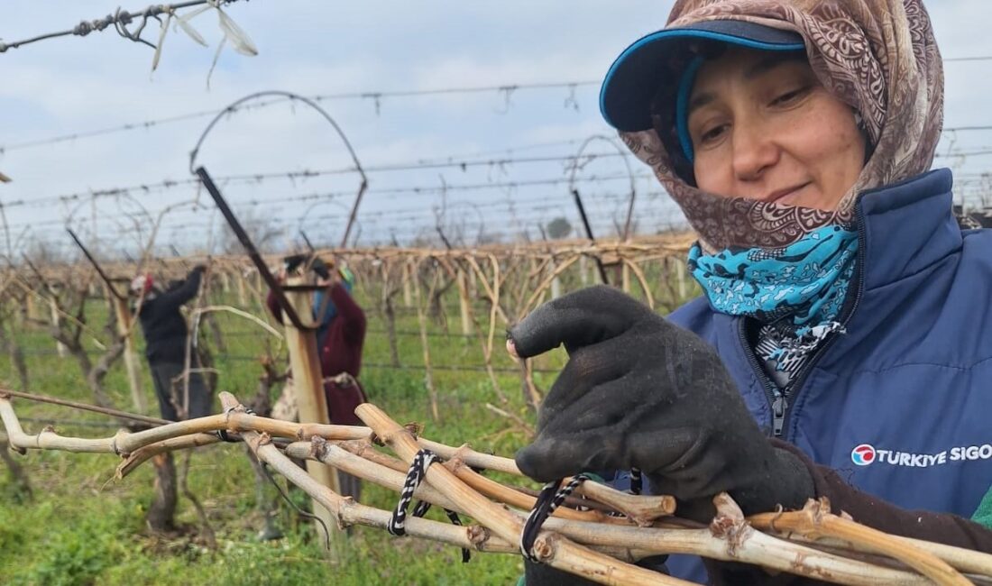 Manisa’nın Sarıgöl ilçesinde üzüm
