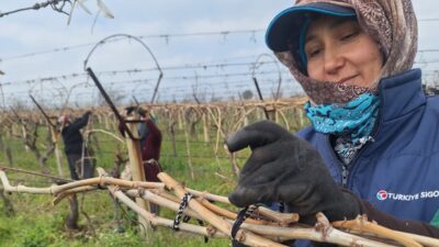 Manisa’nın Sarıgöl ilçesinde üzüm üreticileri,