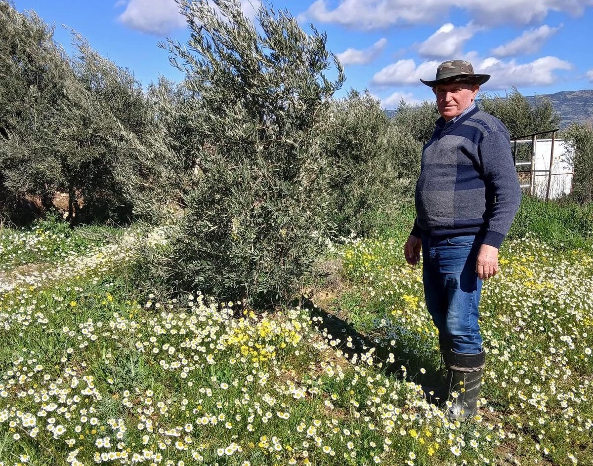 Sarıgöl’de şubat ayında yalancı bahar yaşanıyor