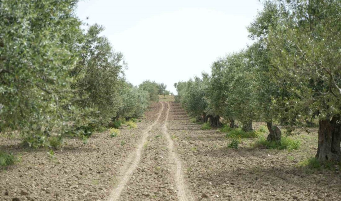 Saruhanlı İlçe Tarım ve Orman