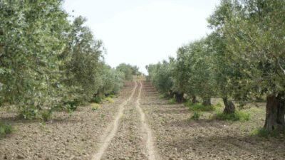 Saruhanlı İlçe Tarım ve Orman