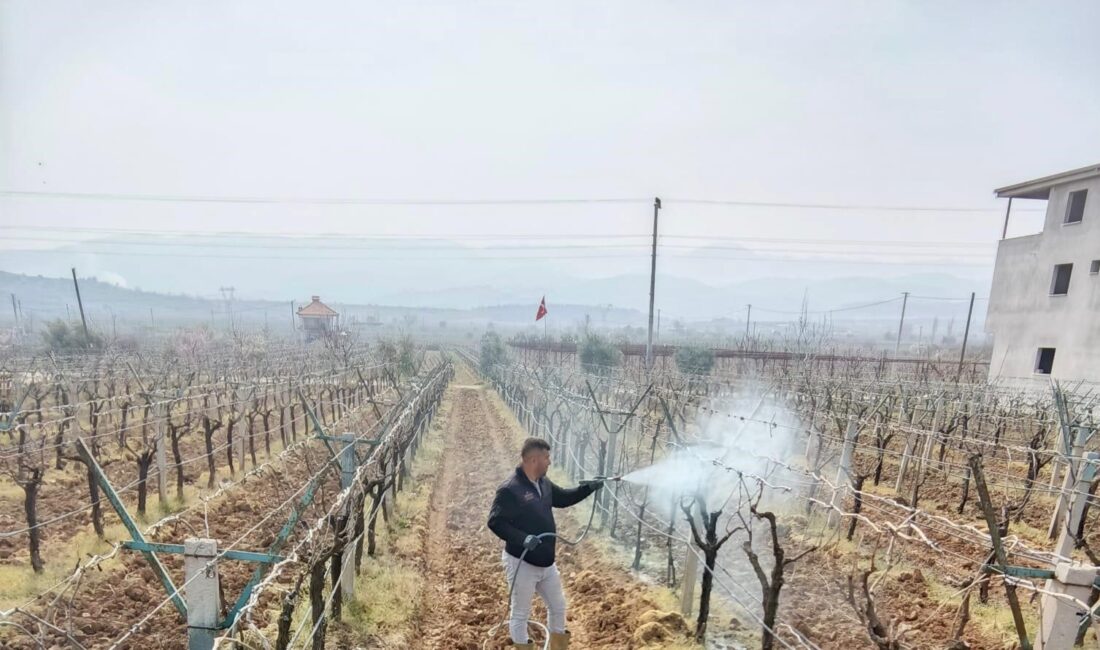 Manisa’nın Sarıgöl ilçesinde üzüm üreticilerine